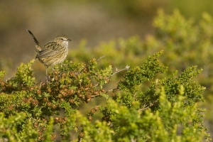 Striated Fieldwren #17