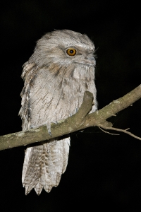 Tawny Frogmouth #8