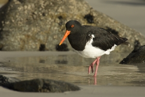 Pied Oystercatcher #7