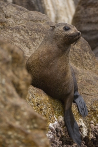 Australian Fur Seal #6