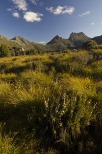 Cradle Mountain and Heathland #3