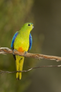 Orange-bellied Parrot #11