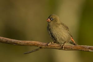 Beautiful Firetail #3