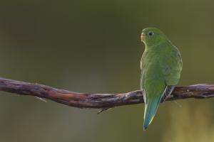 Orange-bellied Parrot #17