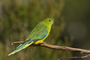 Orange-bellied Parrot #35