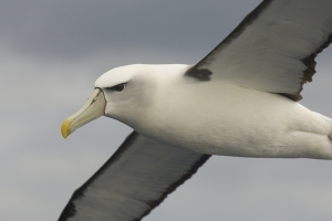 Shy Albatross #31