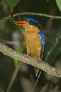 Buff-breasted Paradise-Kingfisher #1