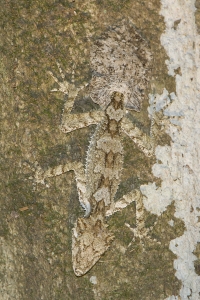 Northern Leaf-tailed Gecko #1