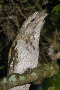 Papuan Frogmouth #4