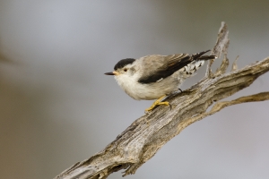 Varied Sittella #6