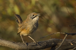 Striated Grasswren #9