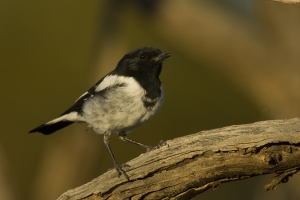 Hooded Robin #20