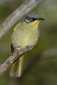 Purple-gaped Honeyeater #10