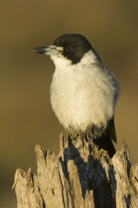 Gray Butcherbird #17