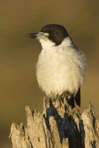 Gray Butcherbird #22