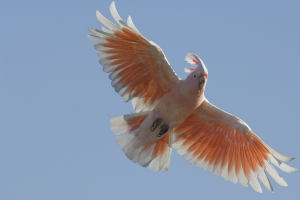 Pink Cockatoo #28