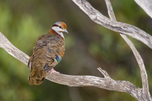 Brush Bronzewing #12