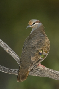 Brush Bronzewing #20