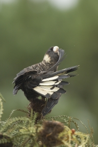White-tailed Black-Cockatoo #16