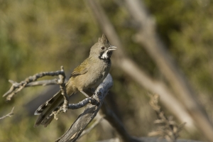 Western Whipbird #3