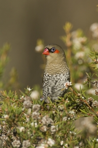 Red-eared Firetail #6