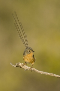 Southern Emuwren #6