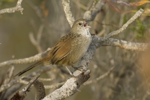 Western Bristlebird #9