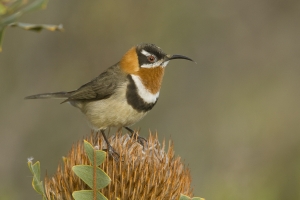 Western Spinebill #12