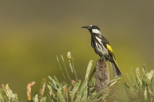 White-cheeked Honeyeater #3