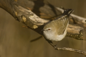 Western Gerygone #4