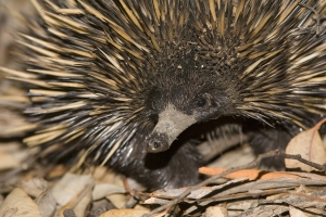 Short-beaked Echidna #4