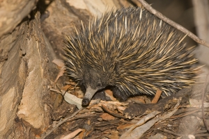 Short-beaked Echidna #7