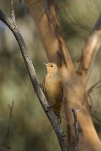 Rufous Treecreeper #6