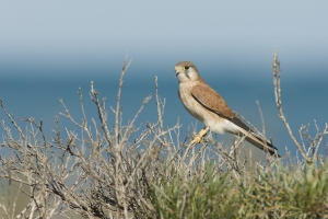 Australian Kestrel #1