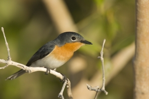 Broad-billed Flycatcher #2