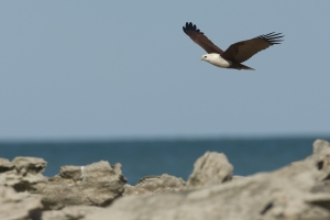 Brahminy Kite #5