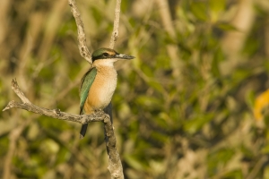 Sacred Kingfisher #5