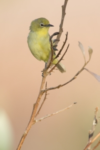 Australian Yellow White-eye #9