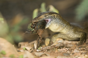 Mertens' Water Monitor, Varanus mertensi, feeding on yabbie or crawfish.  Kununurra, Western Australia, Australia.