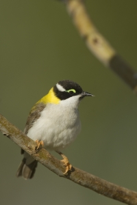 Black-chinned (Golden-backed) Honeyeater #16