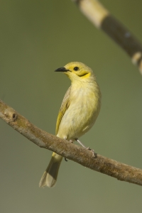 Yellow-tinted Honeyeater #3