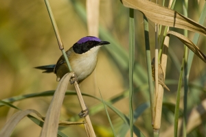 Purple-crowned Fairywren #3