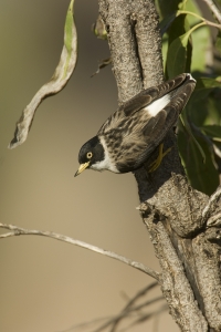 Varied Sittella #18