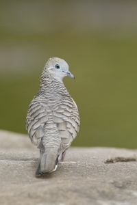 Peaceful Dove #13