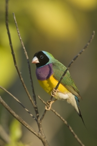 Gouldian Finch #11