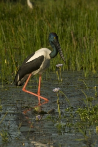 Black-necked Stork #7
