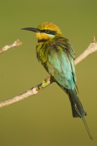 Rainbow Bee-eater #13