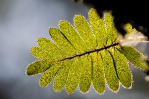 Backlit unidentified fern in canopy.  Bosque Eterno de los NiÃ±os, Monteverde, Puntarenas, Costa Rica.