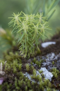 Leucobryum giganteum. Epiphytic moss found in cloud forest canopy. Bosque Eterno de los NiÃ±os, Monteverde, Puntarenas, Costa Rica.