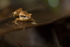 Unidentified frog found in leaf litter.  Elfin forest, Beyond La Ventana, Monteverde Cloud Forest Reserve, Monteverde, Puntarenas, Costa Rica.